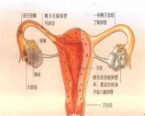 上海代孕最新技术_怀孕三个月咳嗽怎么办