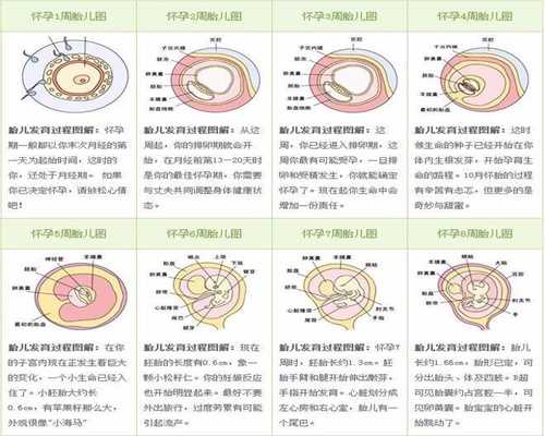 上海代孕包双胞胎多少钱_宝宝拉肚子有泡沫