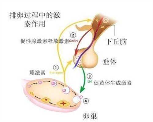 上海供精供卵生下孩子_影响美国试管婴儿成功率的“两大”原因